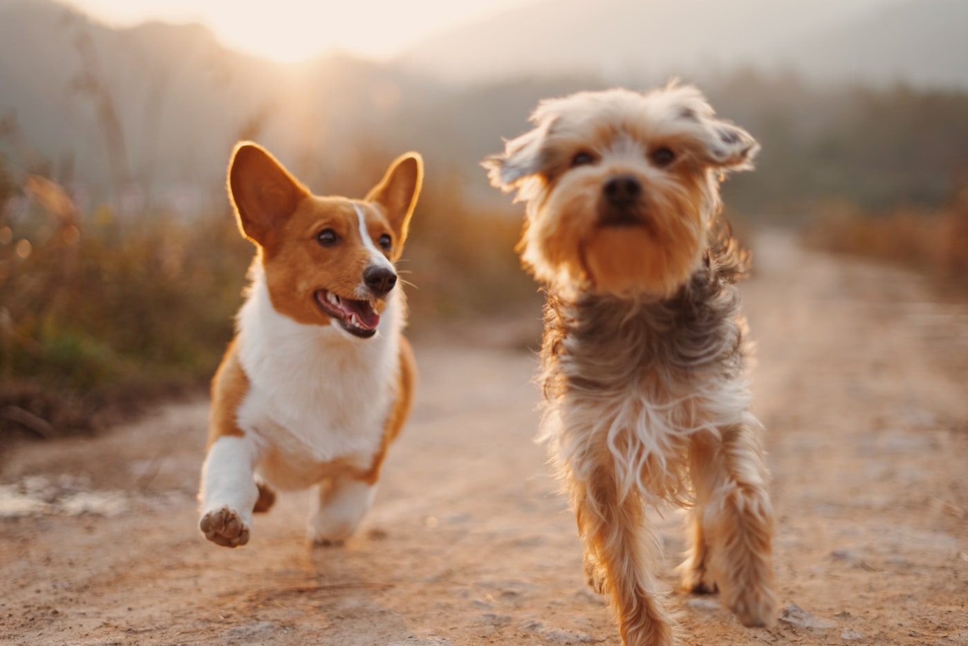 Happy Dog