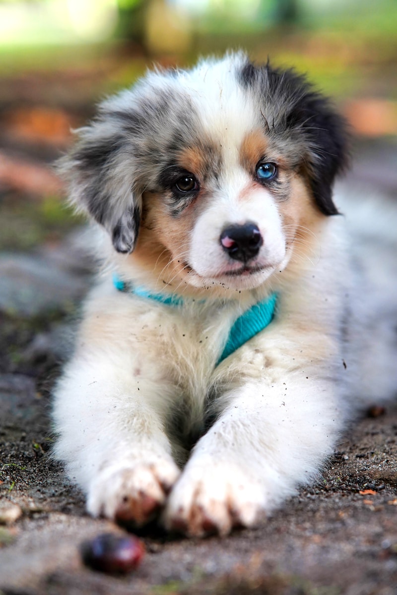 Daycare & Boarding Management