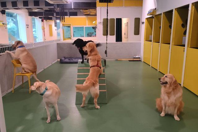 Pet Daycare