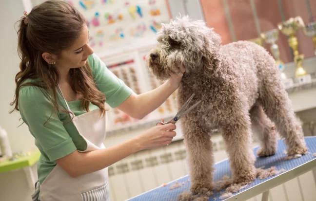 Pet Grooming