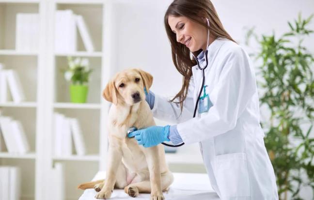 Pet Care